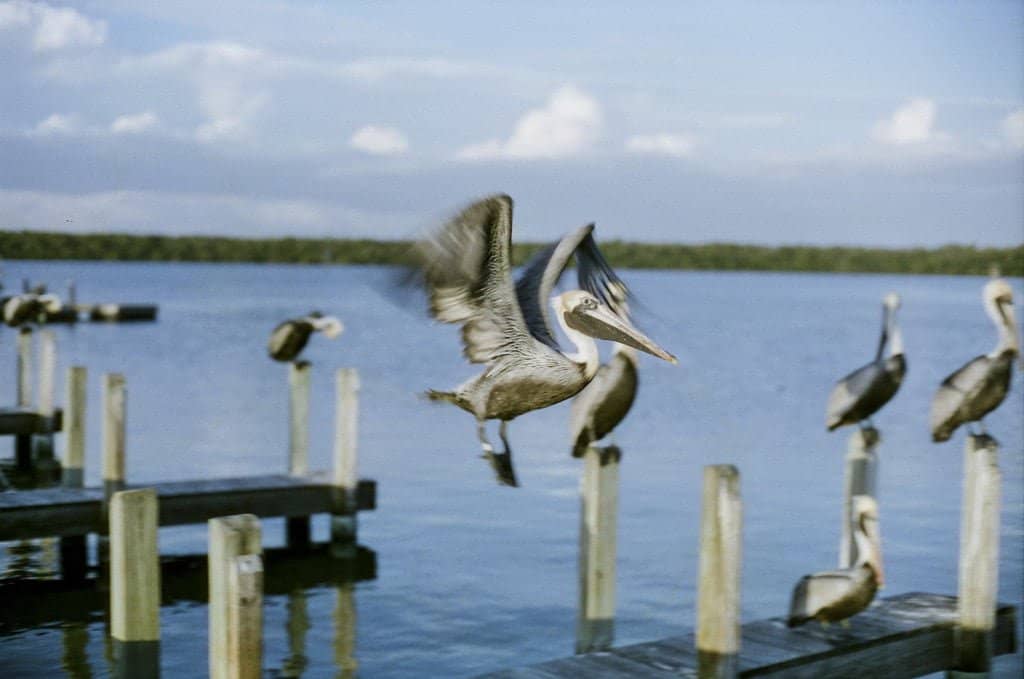 CineStill 50 Daylight Fine Grain Colour Negative Film, ISO 50 35mm 36exp - Image 4