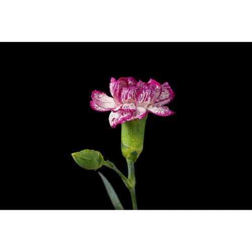 Godox Mf12 Macro Flash - Image 3