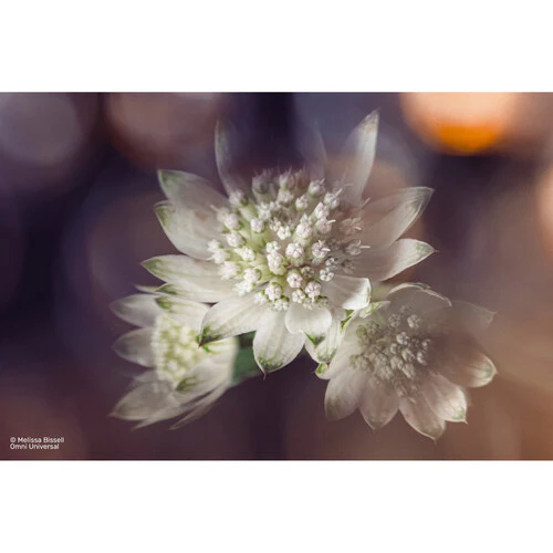 Lensbaby OMNI Universal Expansion Pack w/ Reflections - Image 19