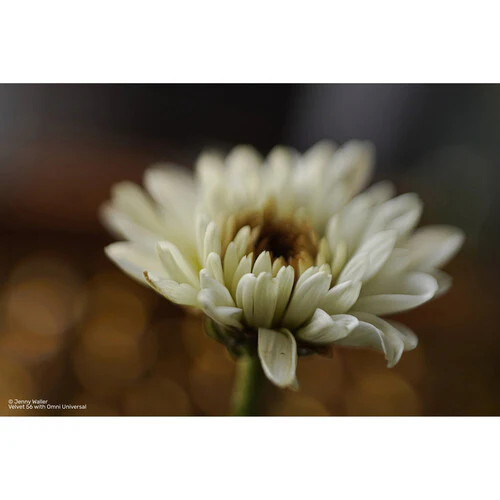 Lensbaby OMNI Universal Expansion Pack w/ Reflections - Image 35