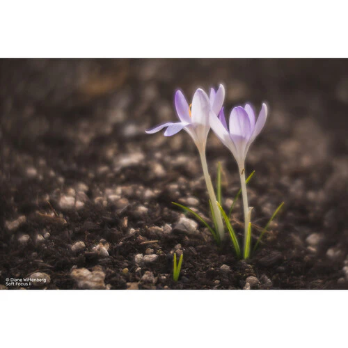 Lensbaby Soft Focus II 50 Optic - Image 10