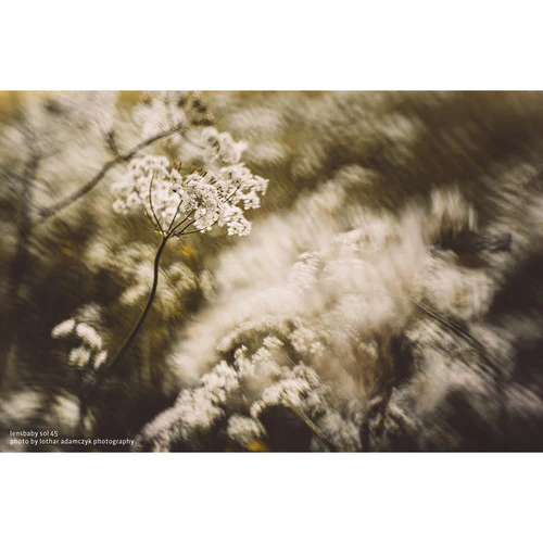 Lensbaby Sol 45 45mm f/3.5 Lens for Nikon F - Image 24