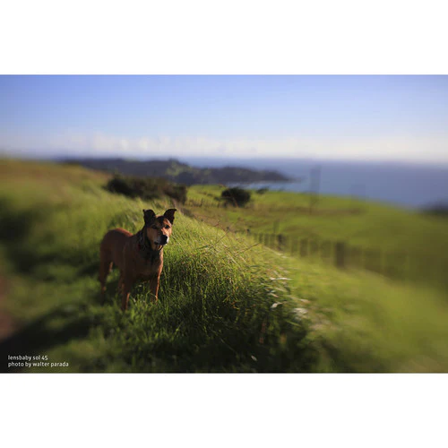 Lensbaby Sol 45 45mm f/3.5 Lens for Pentax K - Image 8