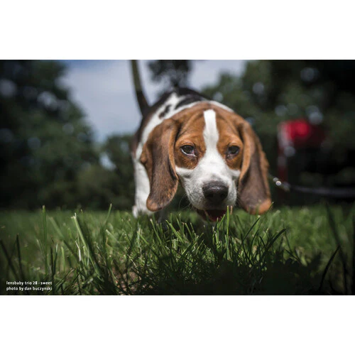 Lensbaby Trio 28mm f/3.5 Lens for Fujifilm X - Image 9