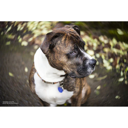 Lensbaby Twist 60mm f/2.5 Lens for Nikon F - Image 5