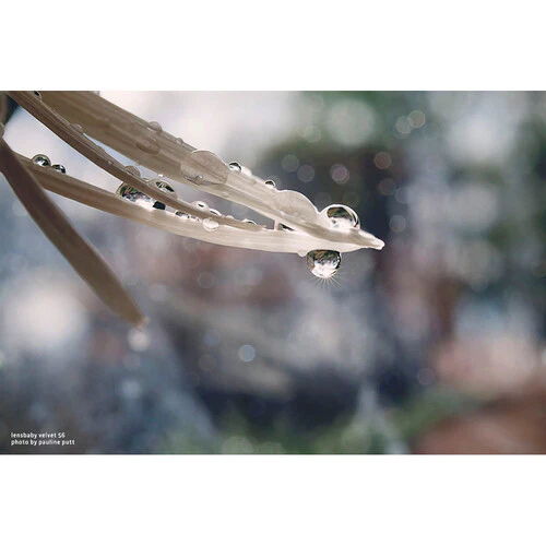 Lensbaby Velvet 56mm f/1.6 Lens for Sony E - Image 9