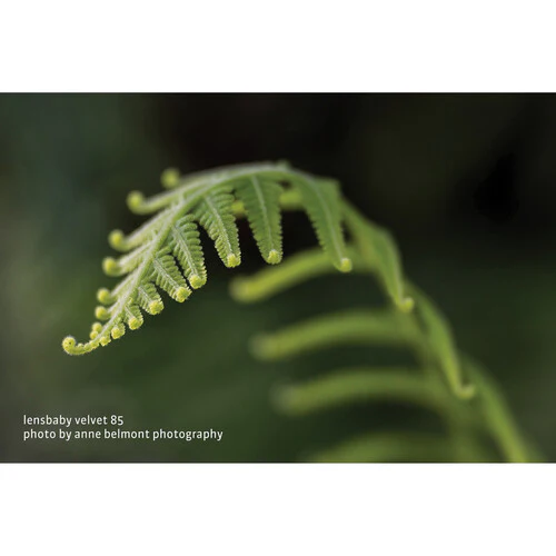 Lensbaby Velvet 85mm f/1.8 Lens for Nikon Z - Image 13