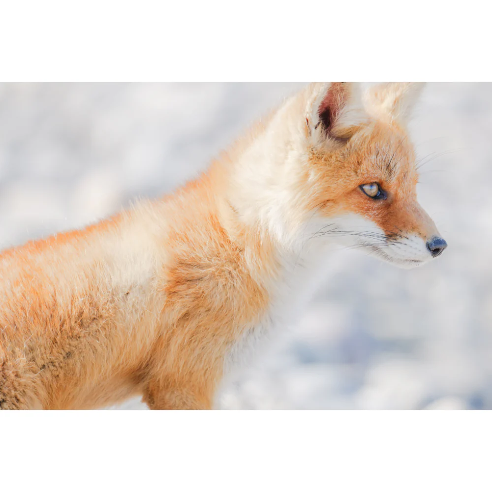 Panasonic Lumix S 100-500mm f/5-7.1 O.I.S Lens - Image 12