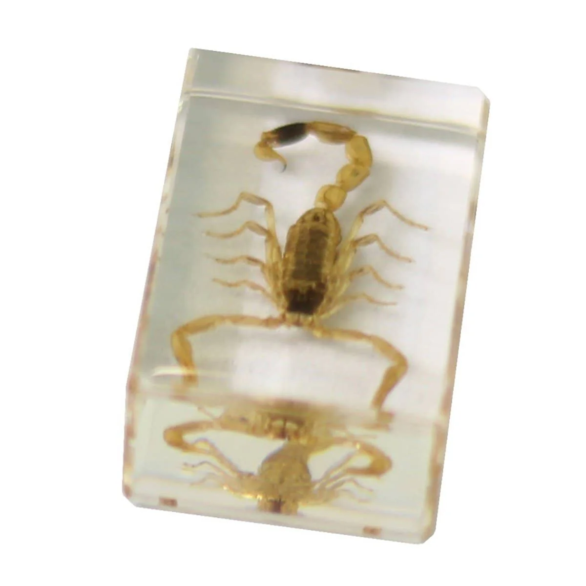 Saxon Resin Preserved Specimen - Scorpion - Image 2