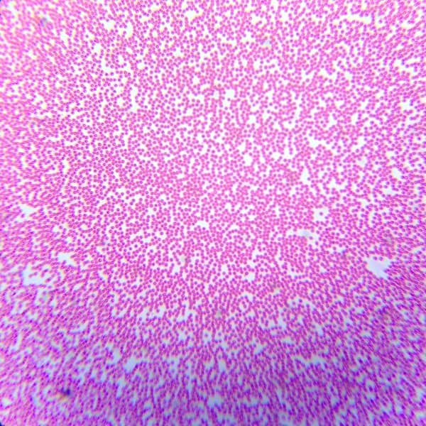 Saxon SBM ScienceSmart Biological Microscope SL-BL - Image 4