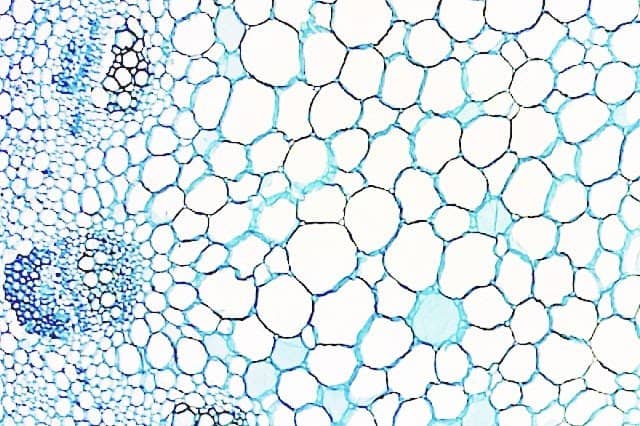 Saxon SBM ScienceSmart Biological Microscope SL-BL - Image 8